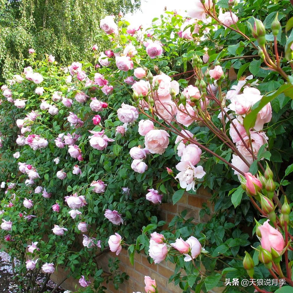 多久可以打造出一面月季花墙,月季花墙怎么养成