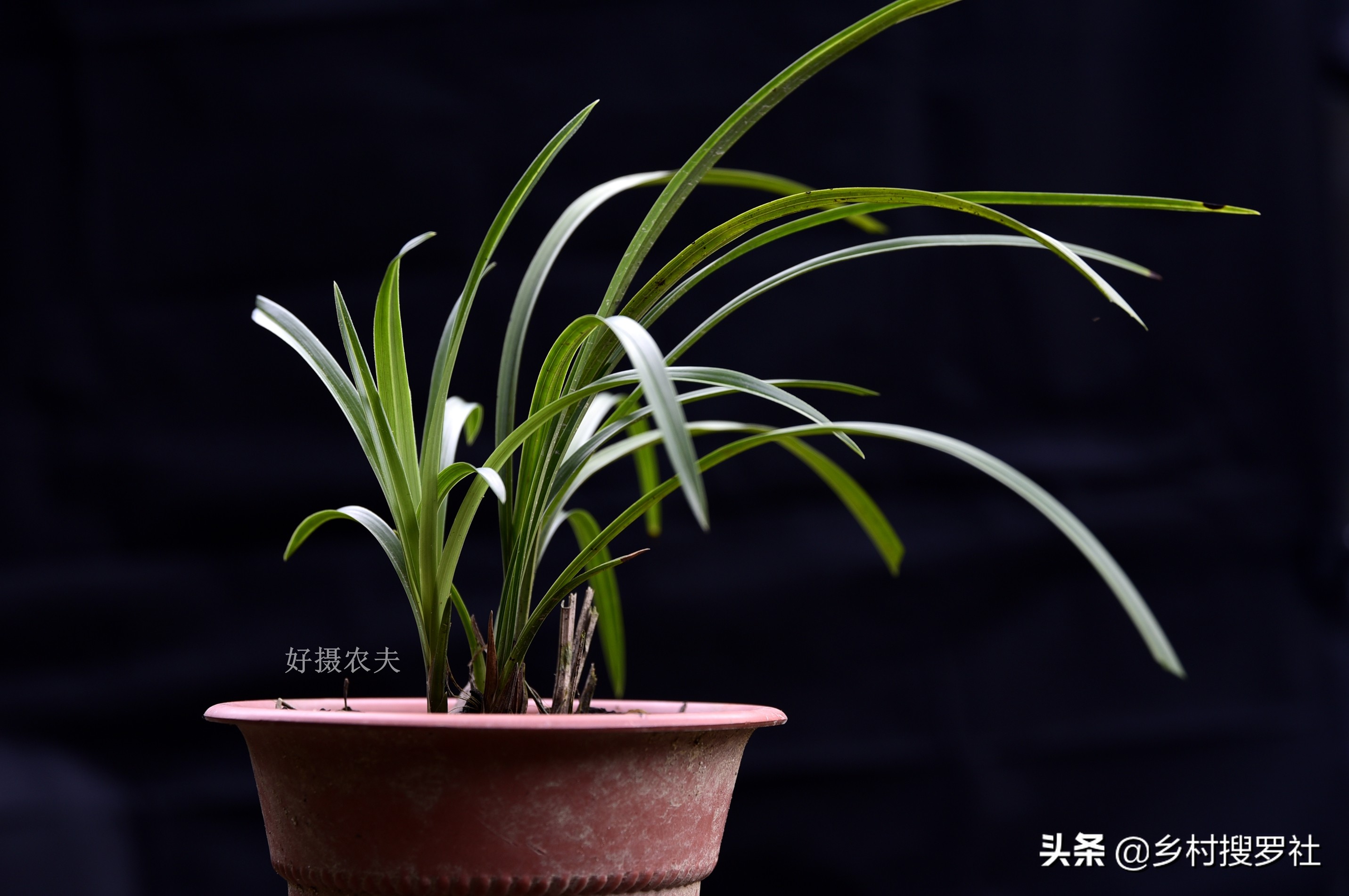 兰花怎么看是壮苗还是粗苗,怎么让兰花快速生根发芽成壮苗