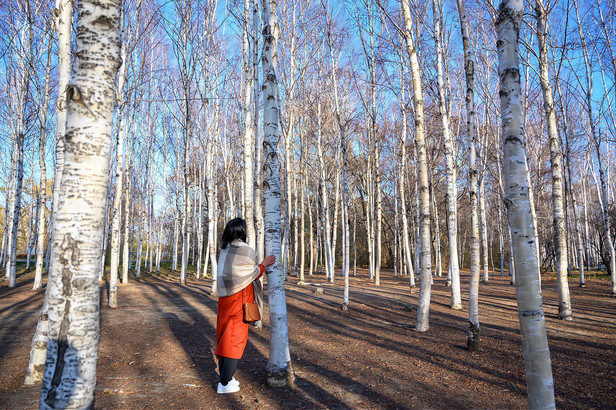 长春南湖公园，全国第二大城市公园，初冬时的景色依然美如画