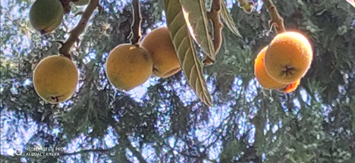 家乡的枇杷黄了,临安哪里有枇杷