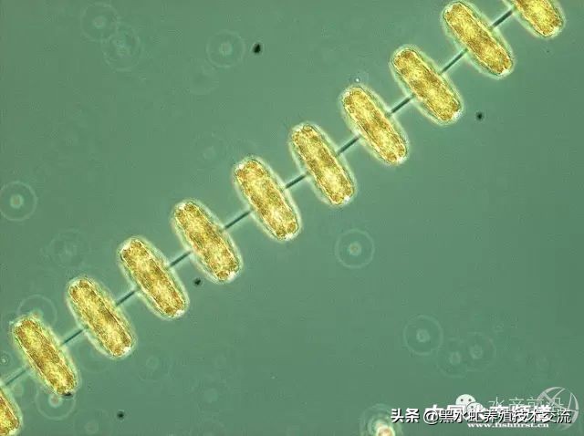 水产藻类大全图片,水产藻类知识大全