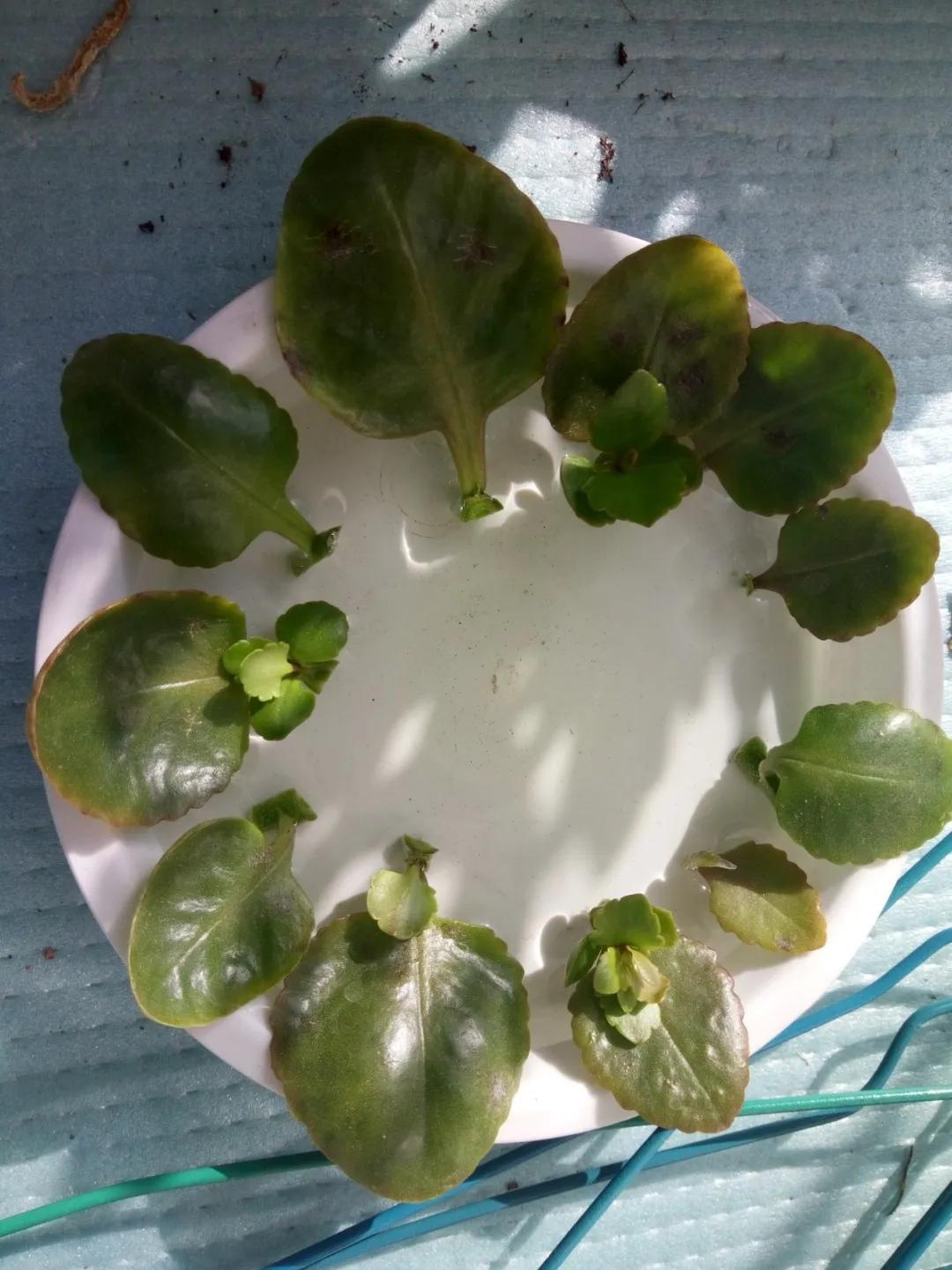 扦插花的养殖方法和技巧,养花扦插有妙招多肉