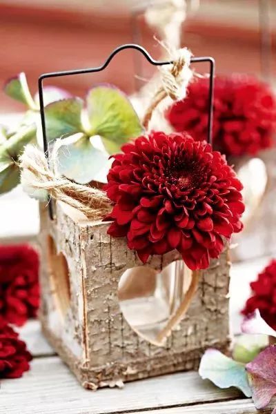 好看的切花菊推荐,好看好养的切花菊