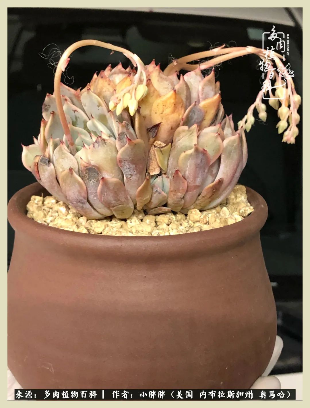 多肉小白入坑攻略,多肉小白2个月成功入坑