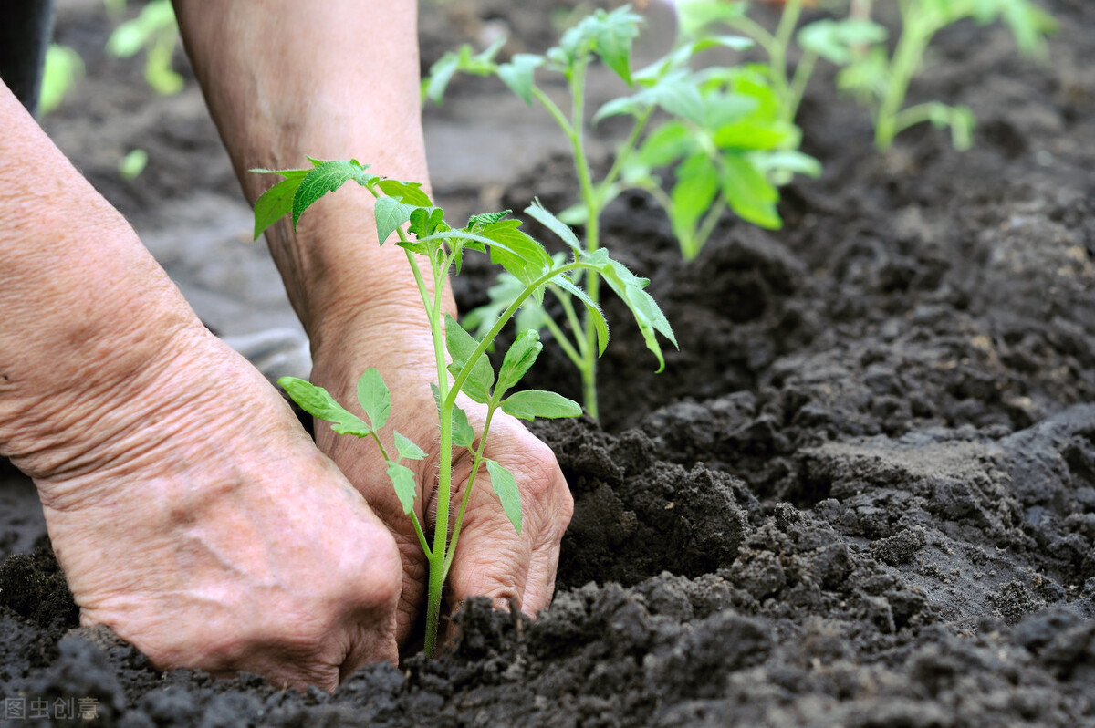 如何种植西红柿圣女果,如何种植西红柿苗和辣椒苗