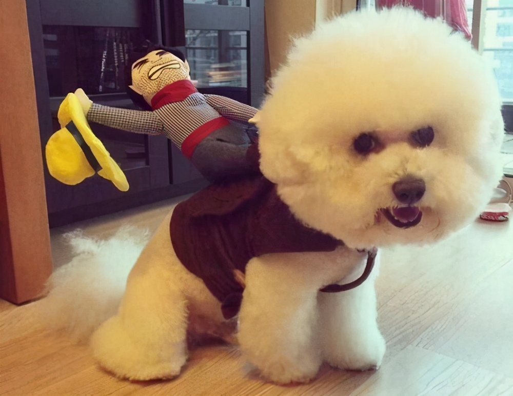 谨慎!不要再用这几种方式遛比熊了,会伤害到它