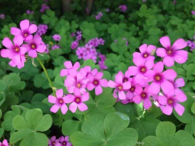 普通三叶草也可以养老桩,三叶草怎么养成盆景