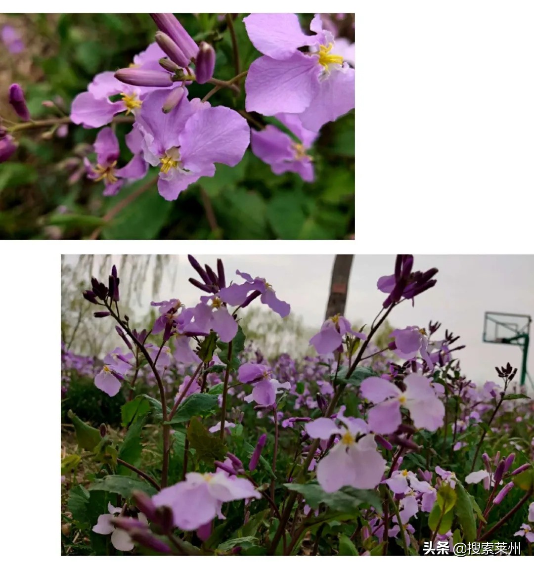 春满校园春暖花开,沙河镇中心小学校园