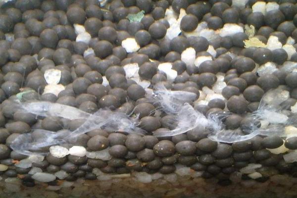 河虾的种类名称和价格,河虾和海虾的种类