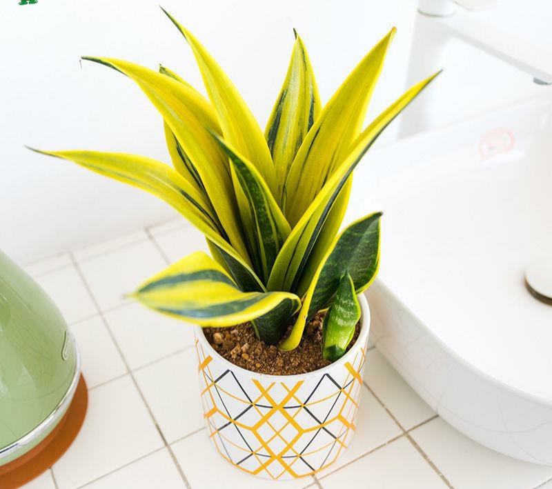 100种绿植大全,50种盆栽绿植花卉大全