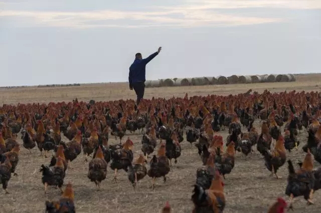 一只鸡卖128元，跟着他干的贫困户一年就脱贫！