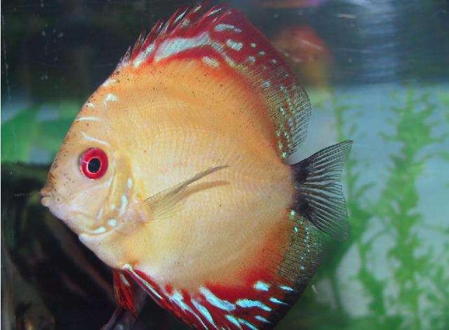 买回的观赏鱼有应激反应怎么办,新买的观赏鱼怎么预防生病