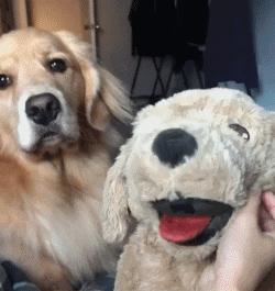 当狗狗吃醋时的表现,狗狗吃醋时会有什么表现