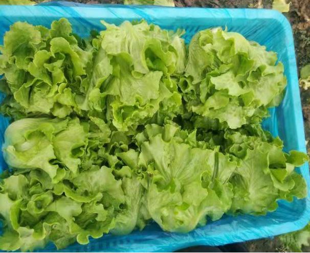 绿色产品认证找哪家机构,绿色食品品牌由哪个部门认证