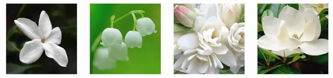 奥尔滨顶级精华,奥尔滨精华评价