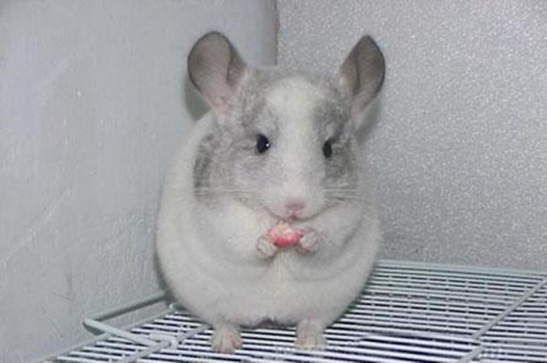 龙猫怎么养新手教程,龙猫饲养方法如何饲养龙猫