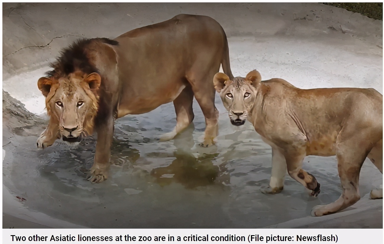 印度毒王最新信息,印度毒王视频