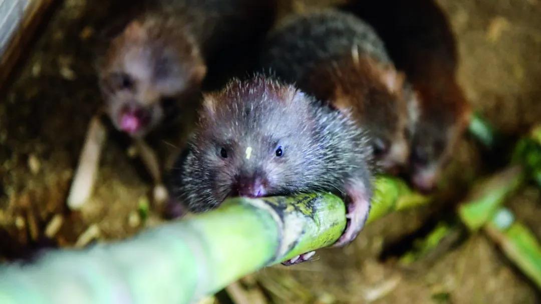 竹鼠多少只被判刑,养殖竹鼠判刑