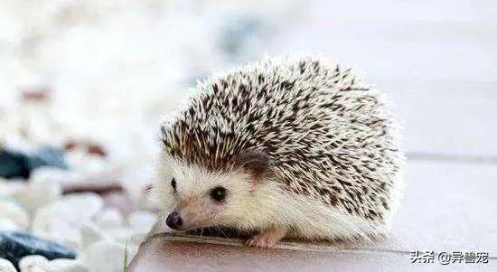 当治病钱有限的时候该怎么办,为什么宠物治疗费用这么高