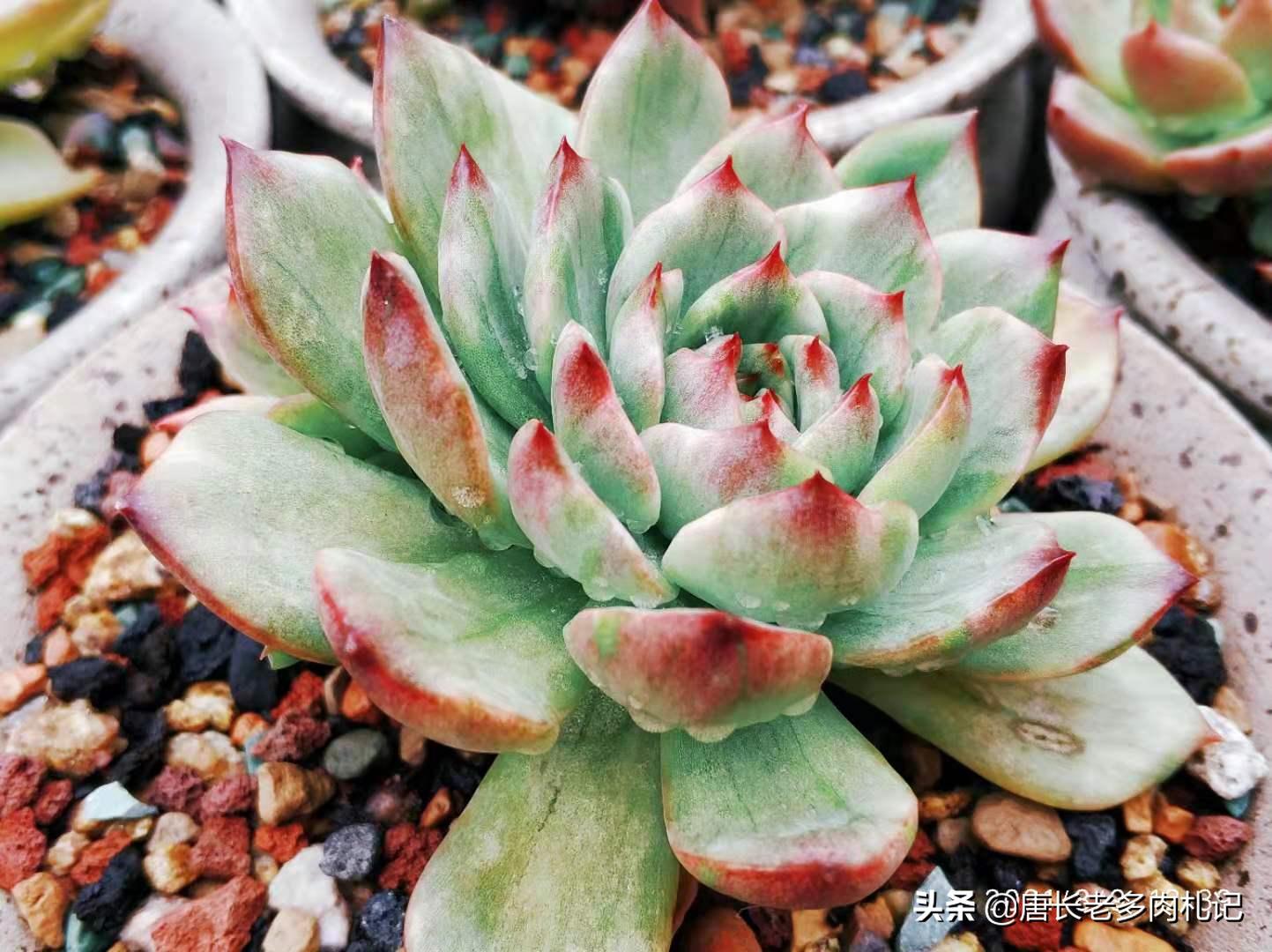 多肉每个品种养法一样吗,假如养多肉有等级