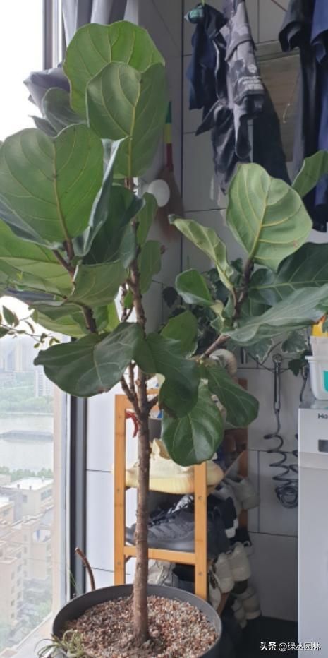 武汉养花技术哪里培训,北京养花小技巧