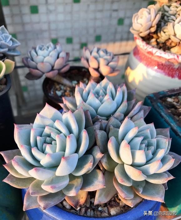 网上的多肉买回家，先要控形，不要着急养大，适应环境是关键