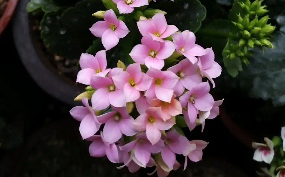 长寿花单瓣品种大全,长寿花100种颜色图片