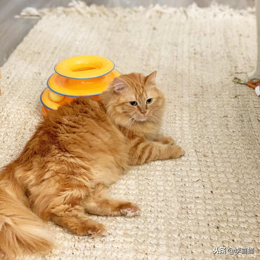 猫咪是一个铲屎官,猫咪退化和铲屎官有什么关系