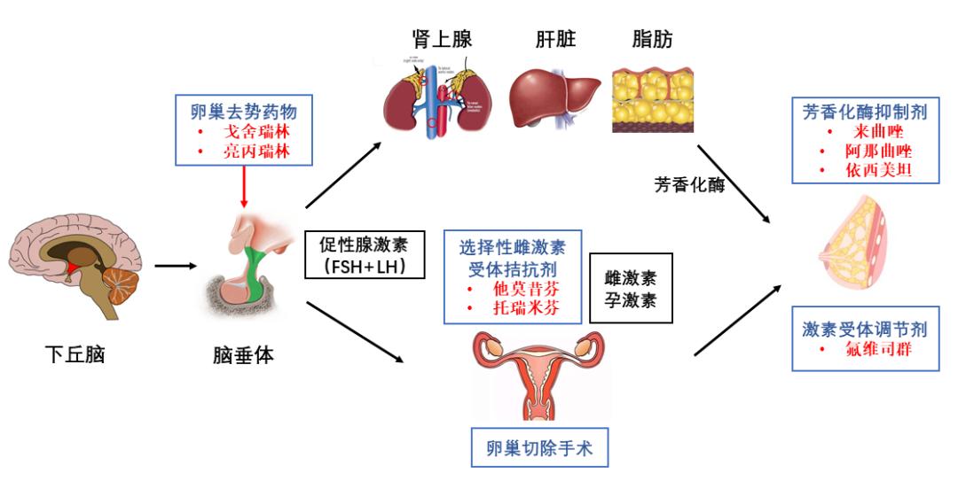 内分泌治疗可怕么,内分泌治疗从哪一年开始普及的
