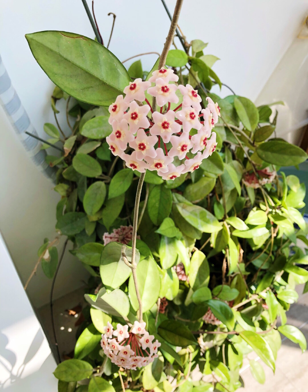 盆栽球兰花的养殖方法,花卉球兰的养殖方法和技巧