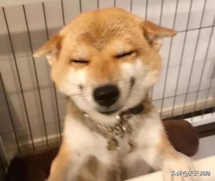 科学养犬四个标准是指哪些,科学养宠攻略狗不能吃什么