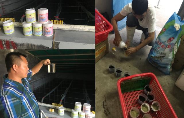 肠道菌的功效与作用,丁酸梭菌对水产动物肠道的作用