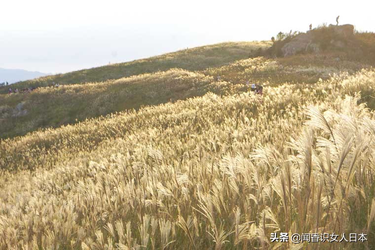 黄金色的芒草，让秋天多了份文艺的风情，日本国内最美芒草名所