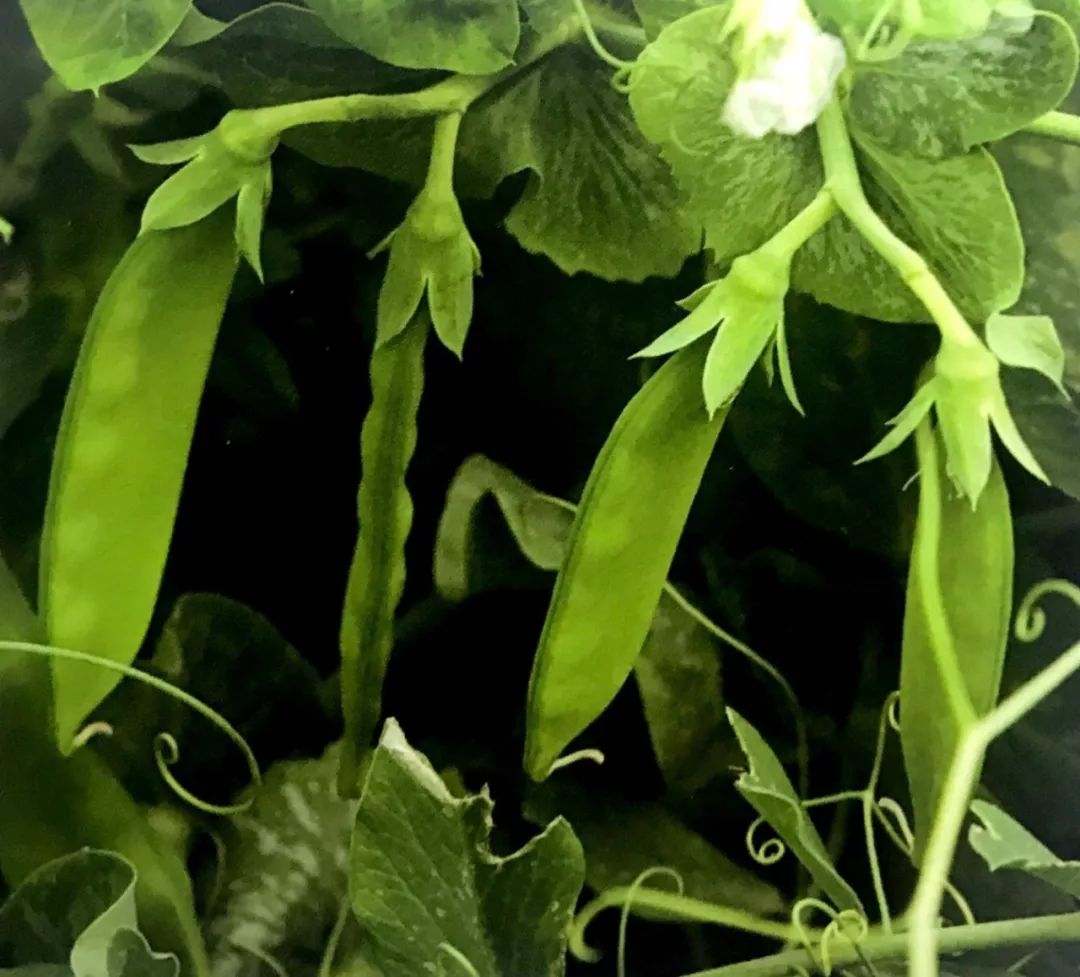 自家阳台小菜园种的纯天然蔬菜,阳台种植一年四季可以吃的蔬菜