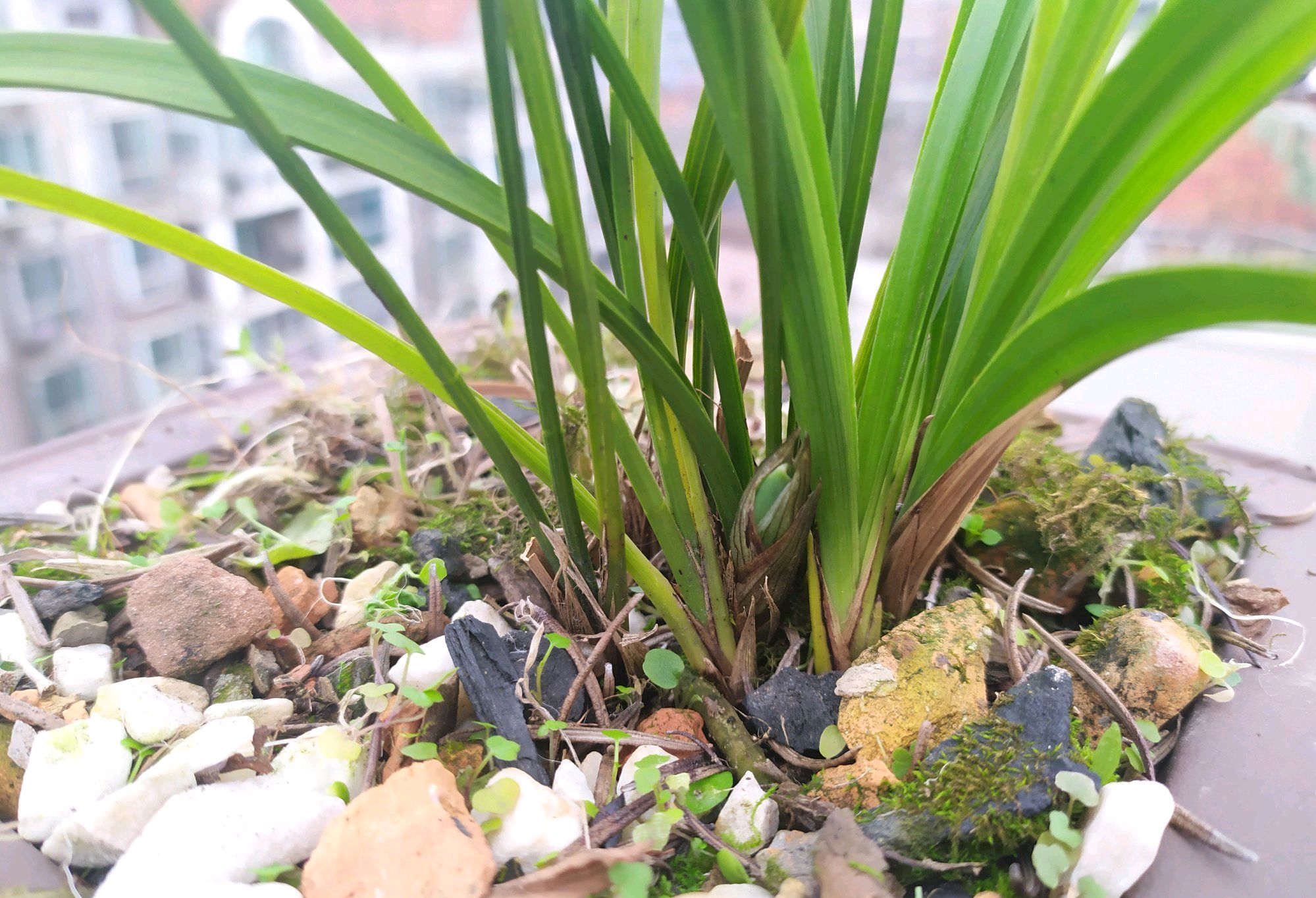 春兰怎么养才能开花多开花不断,春兰怎么养株型好看