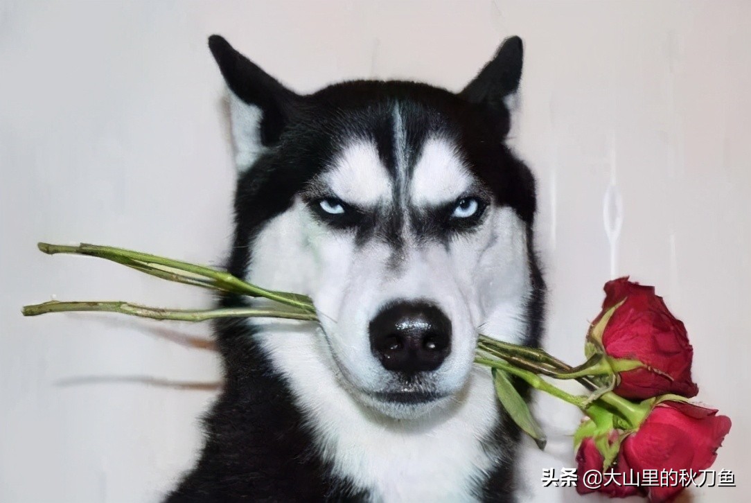 假如全世界丧尸爆发,假如全球丧尸爆发会怎么办