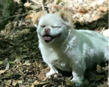 你家狗狗有这些行为你就偷着乐吧,主人做哪些动作会让狗狗开心