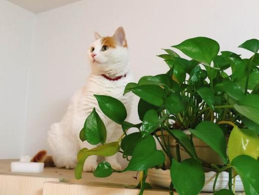 猫咪得了乳腺瘤怎么办,猫咪肿瘤要怎么治疗