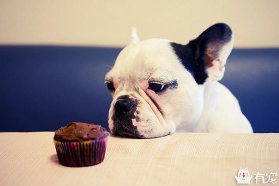 狗狗误食了巧克力饼干怎么办,狗狗误食了巧克力豆