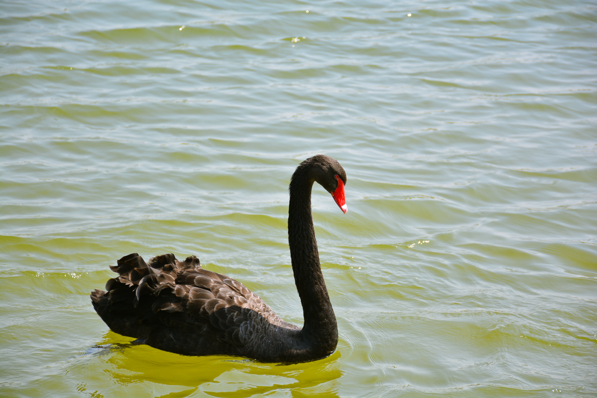 厦门春节期间景点免费有哪些地方,带娃厦门旅游三天攻略景区