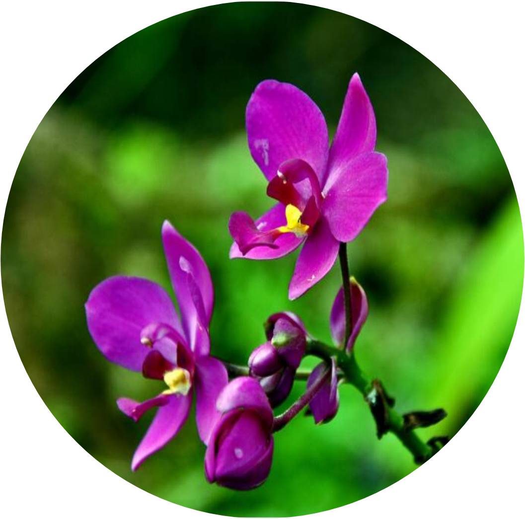 菊竹梅兰图欣赏,花中四君子的兰花图片