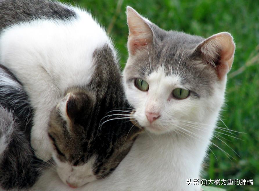 抓住猫脖子后果,抓住猫脖子为啥会蹬脚