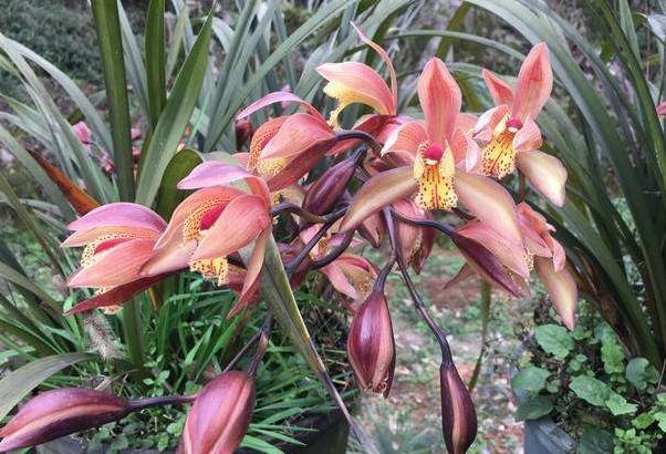 养花怕积水怎么办,养花怕黄叶怎么办