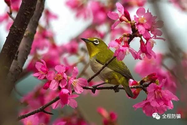人为什么会受骗,为什么有人特别容易上当