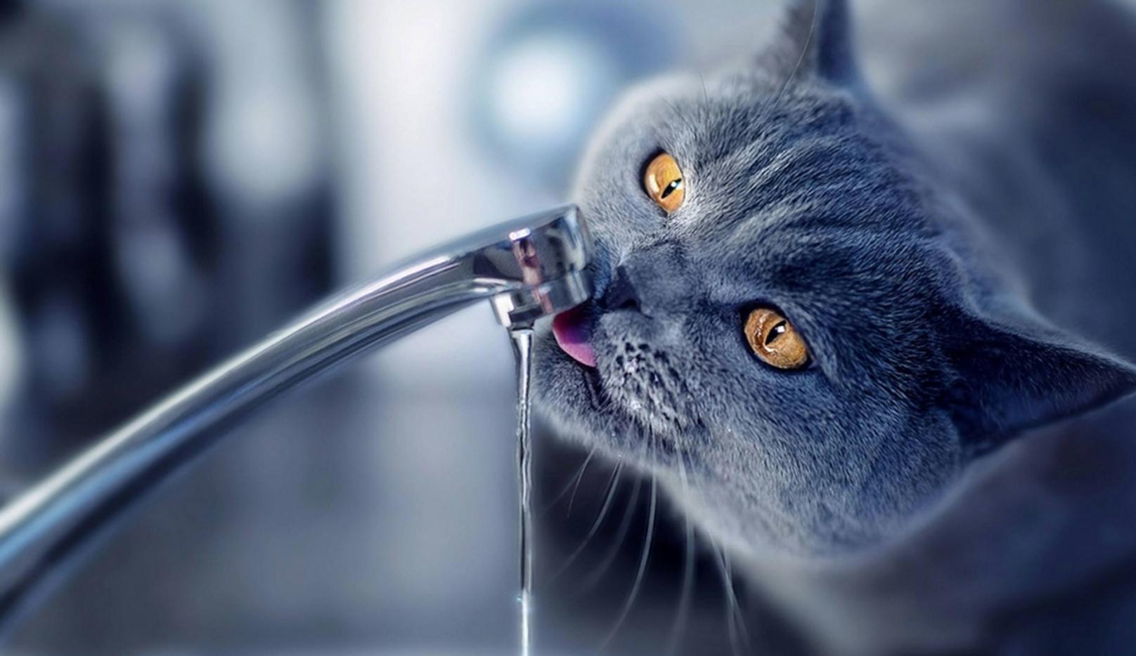 养宠小知识小猫咪能吃什么,养宠小知识猫咪