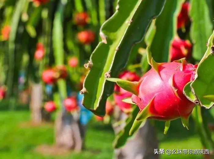 西安亲子农场庄园,西安亲子庄园