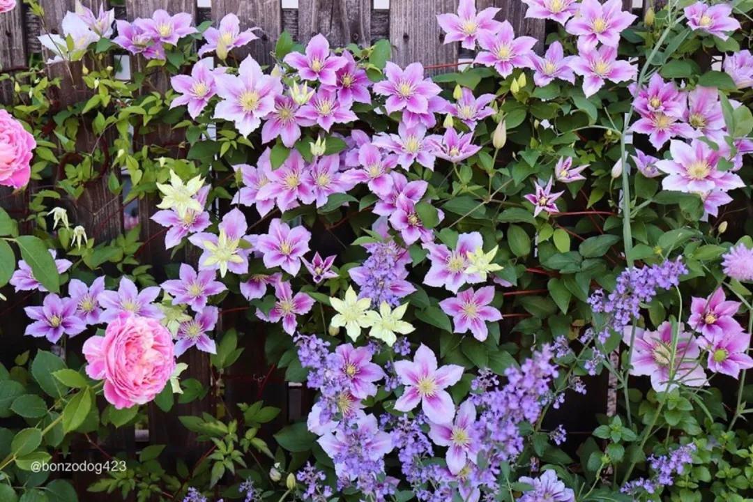 藤本植物皇后铁线莲,藤本皇后铁线莲品种