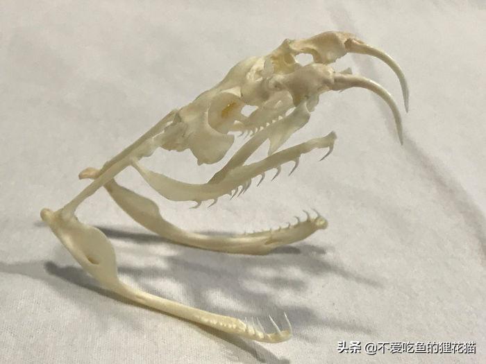 要不是因为强大的繁殖和适应能力，也许它会被天敌吃成濒危动物