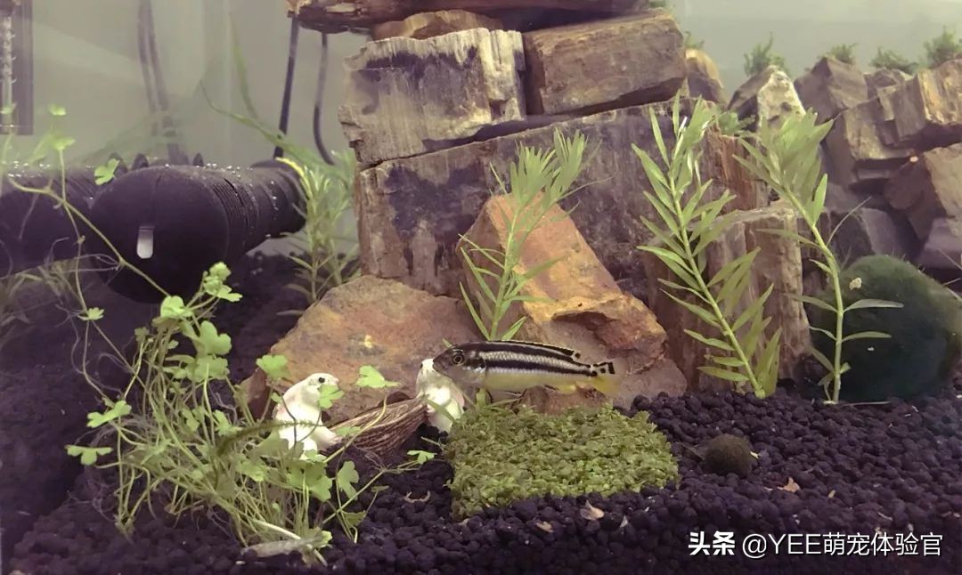 非洲凤凰:马湖小杂鲷,贪吃好斗价格低,一心只想做缸霸