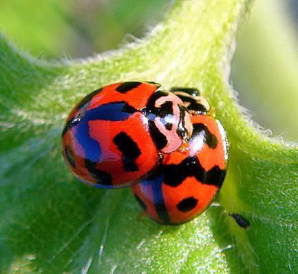 吃肉的瓢虫是农夫的好帮手,别再将它们一网杀尽啦!